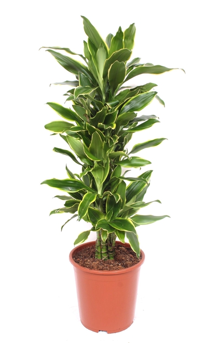 <h4>Dracaena Golden Coast</h4>