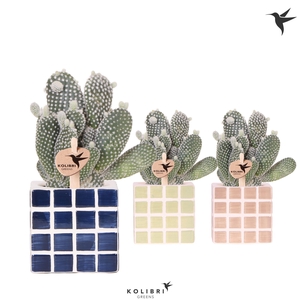 Kolibri Greens Opuntia white in Mosa pot blue mix