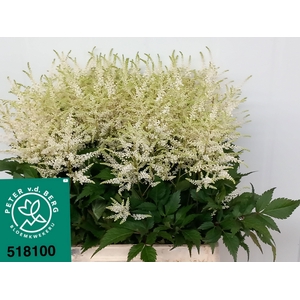 Astilbe Washington 65cm