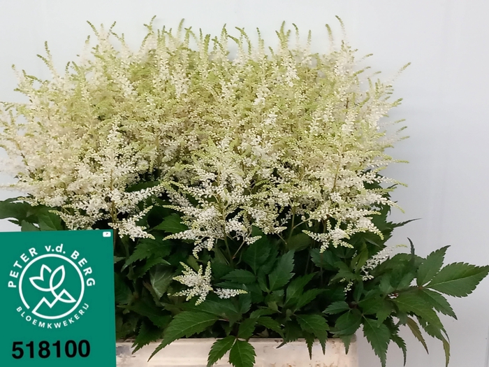 <h4>Astilbe Washington 65cm</h4>