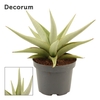 Sansevieria Chanin Crown 12 cm (Decorum)