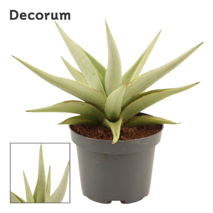 Sansevieria Chanin Crown 12 cm (Decorum)