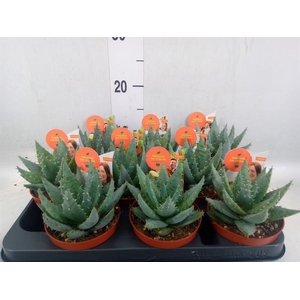 Aloe peglerae