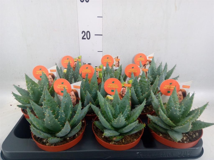 Aloe peglerae