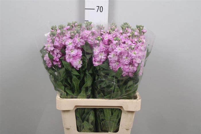 <h4>Matth Milla Rose</h4>