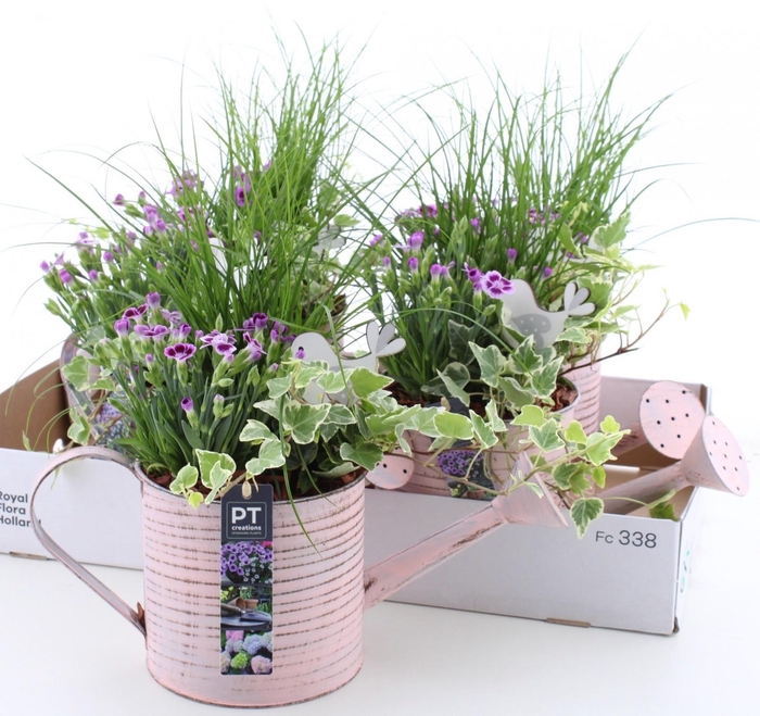 <h4>ARR TUINPLANTEN</h4>