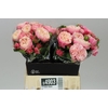 R Tr Victor Classic@