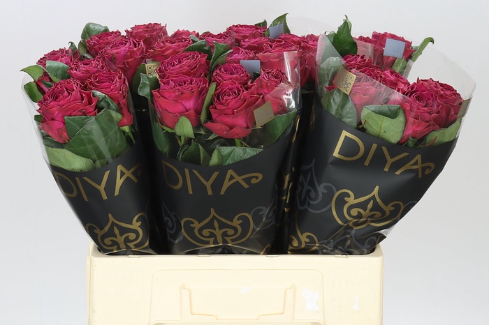 <h4>Rosa Gr Venturoso</h4>