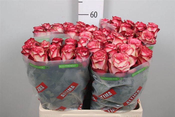 <h4>R Gr Paloma</h4>