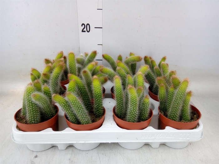 <h4>Cactus   ...</h4>