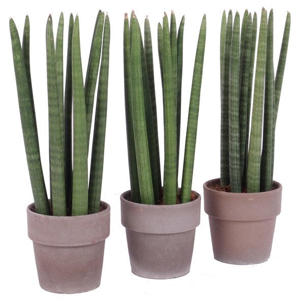 <h4>Sansevieria cylindrica spike 12 cm in grijze terracotta pot</h4>