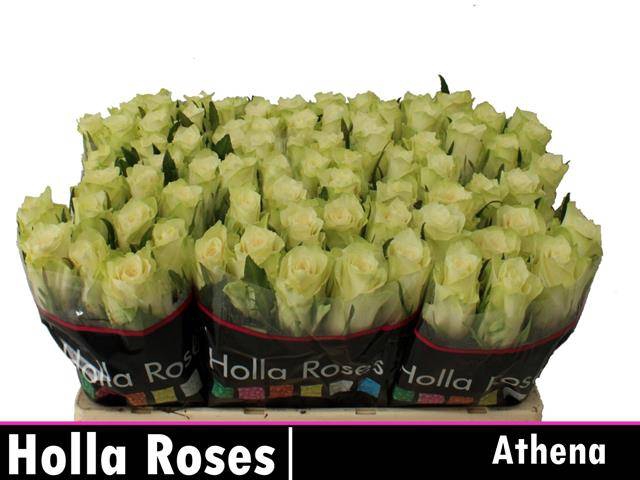<h4>R GR ATHENA 50 CM</h4>