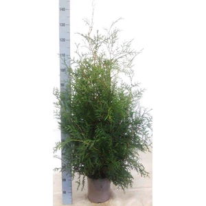 THUJA O BRABANT