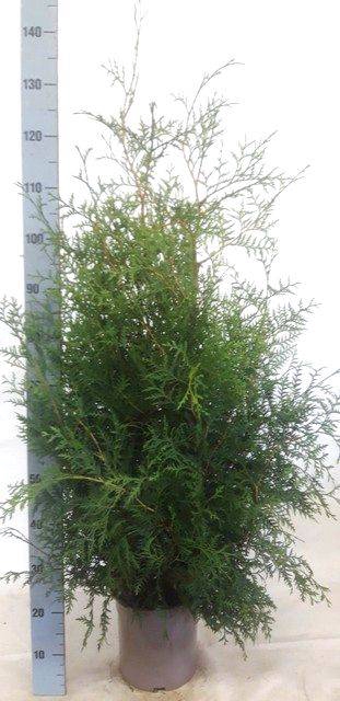 <h4>THUJA O BRABANT</h4>