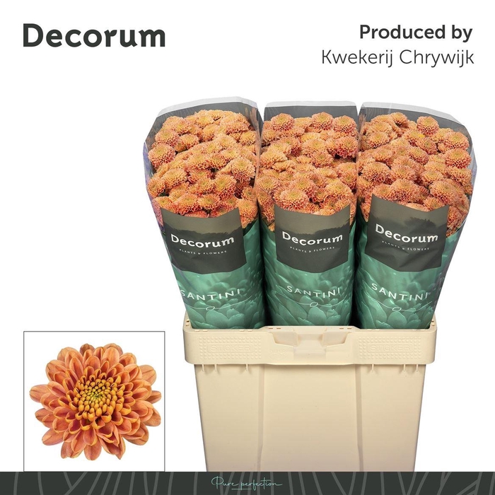 <h4>Chr San Ellison Salm</h4>