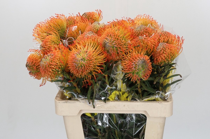 <h4>Nutans Orange Sunset</h4>