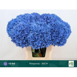 HYDRANGEA  'PIMPERNEL'