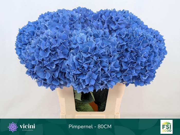 <h4>Hydrangea  'Pimpernel'</h4>