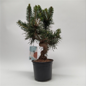 Pinus Sylvestris Bonsai 'Shape' teeltpot 13 cm