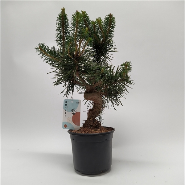 <h4>Pinus Sylvestris Bonsai 'Shape' teeltpot 13 cm</h4>