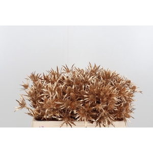 Eryn Orion Kl Bh Antiek Goud