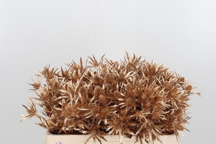 <h4>Eryn Orion Kl Bh Antiek Goud</h4>