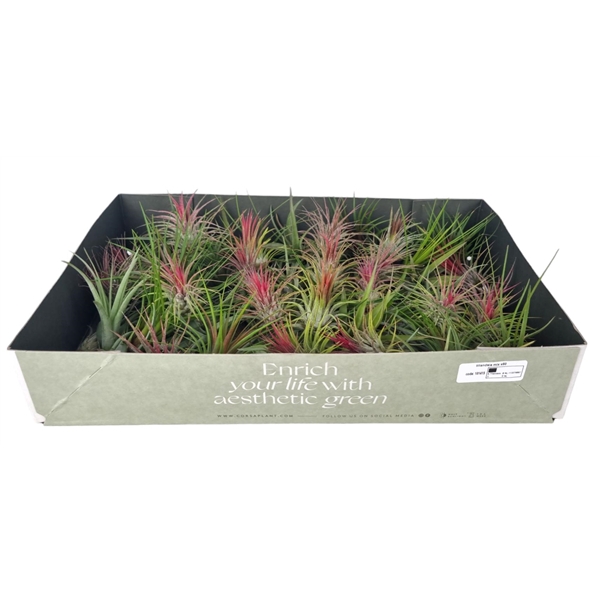 <h4>tillandsia mix x60</h4>