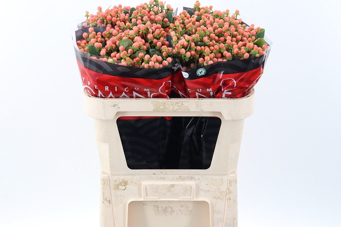 <h4>Hyp Mellow Rom 70cm</h4>