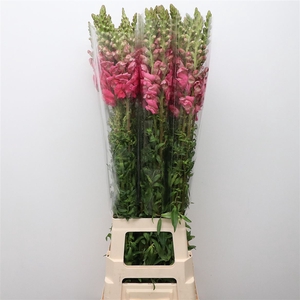 ANTIR OP HOT PINK