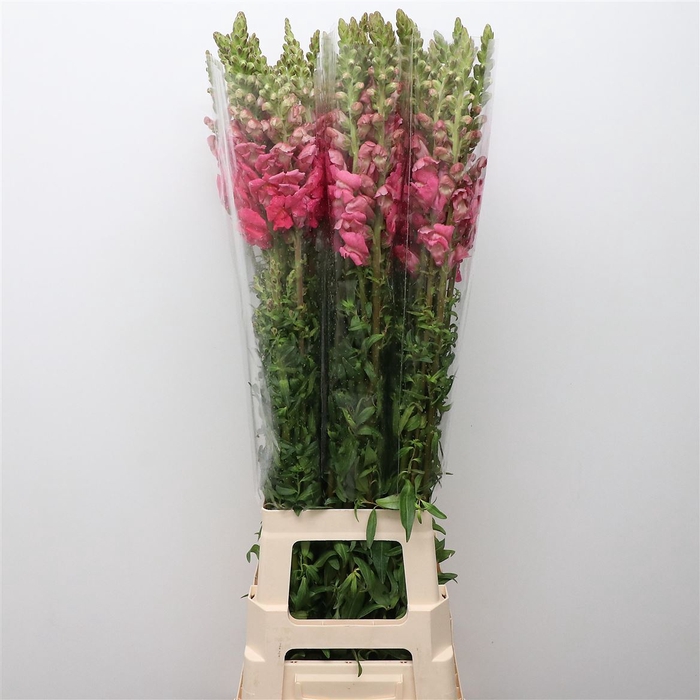 ANTIR OP HOT PINK