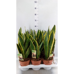 Sansevieria trifa. 'Laurentii'
