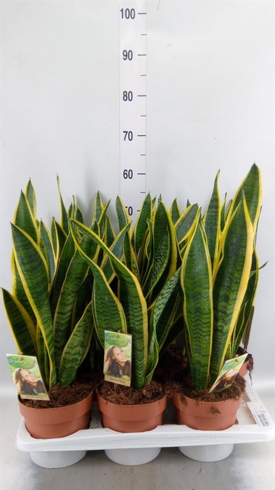 <h4>Sansevieria trifa. 'Laurentii'</h4>