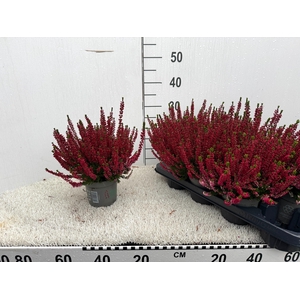 CALLU BL SCARL EARLY