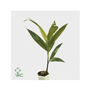 Areca catechu
