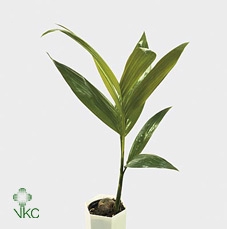 <h4>Areca catechu</h4>