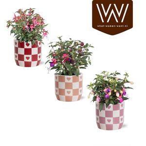 KAMERPL BLOEIEND GEM