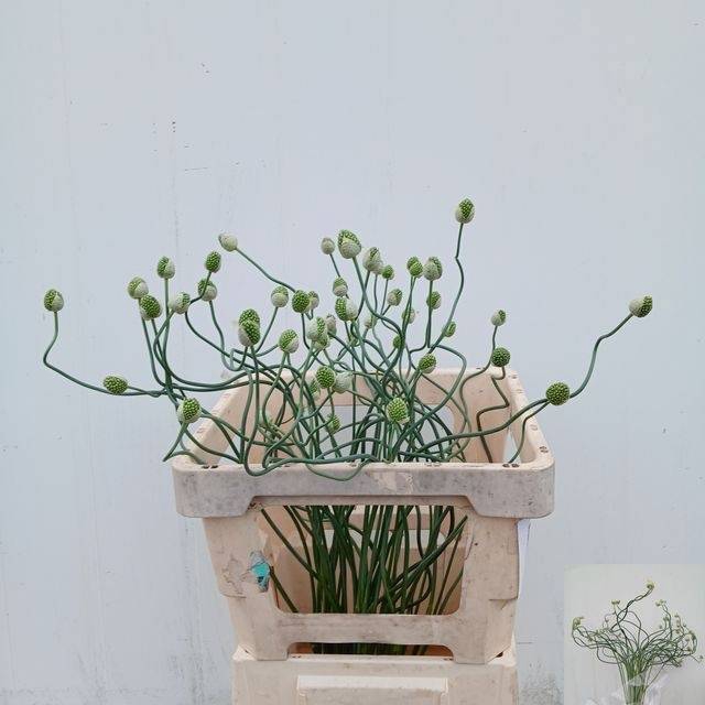 Allium Green Berry