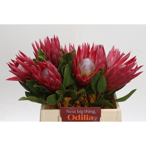 Protea Cynaroides Madiba