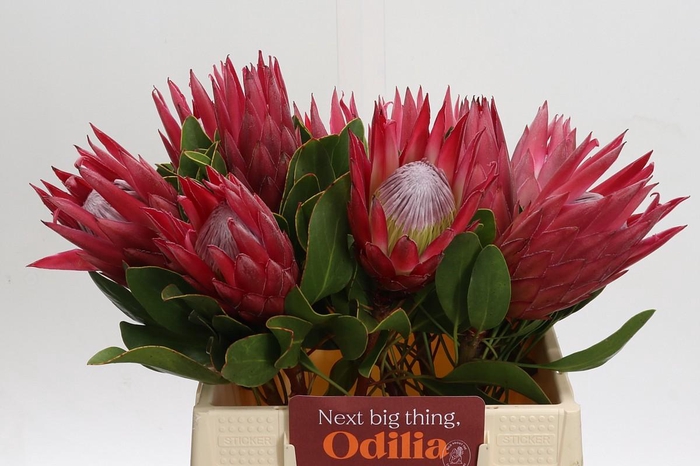 <h4>Protea Cynaroides Madiba</h4>