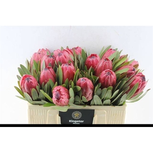 PROTEA RED ICE