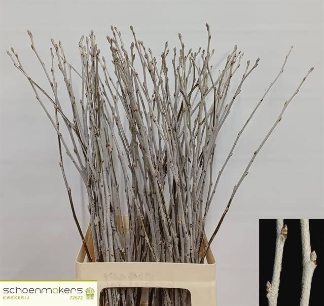 <h4>POPULUS ALBA</h4>