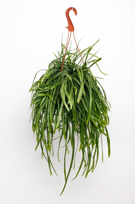 <h4>LEPISMIUM BOLIVIANUM</h4>