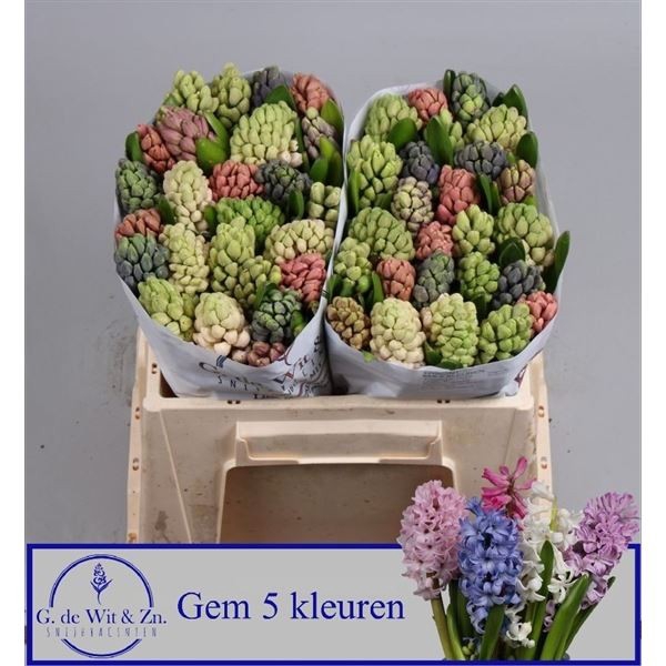 <h4>Hyacinthus orie. 'Mix 5'</h4>