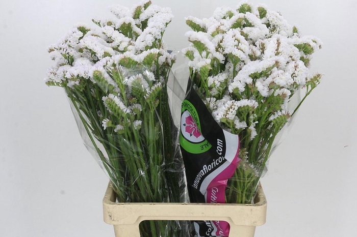 <h4>Limonium sinuatum White</h4>