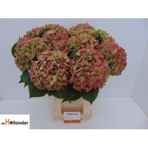 Hydrangea Royal Love CL