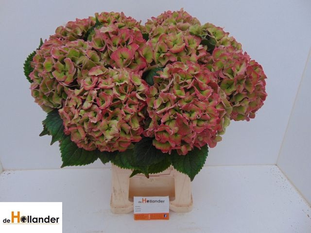 <h4>Hydrangea Royal Love CL</h4>