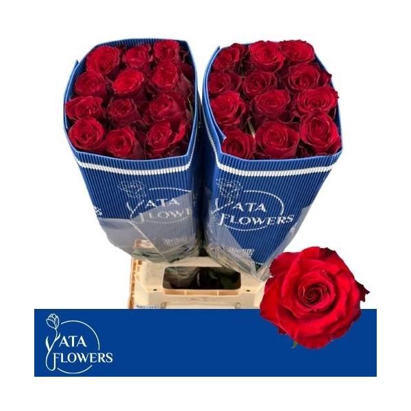 <h4>R Gr Born Free</h4>