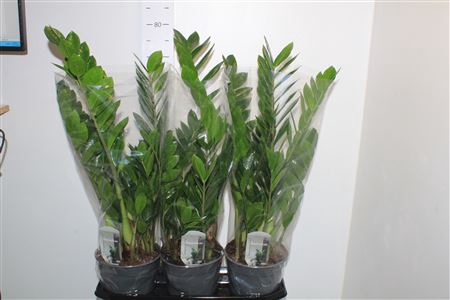 <h4>Zamio Zamiifolia 6+</h4>