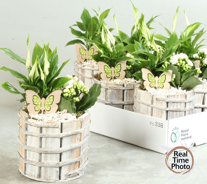 <h4>ARR KAMERPL</h4>