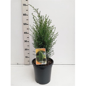 Juniperus communis Arnold